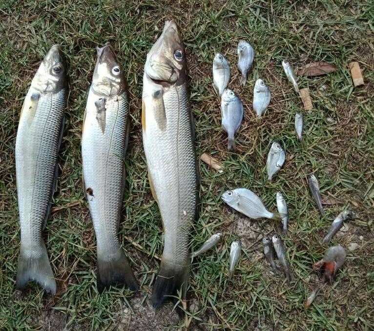 Dead fish were found in the vicinity of the Perch Hole, one of the estuaries associated with Lake Cathie.  Photo: NSW Department of Primary Industries.
