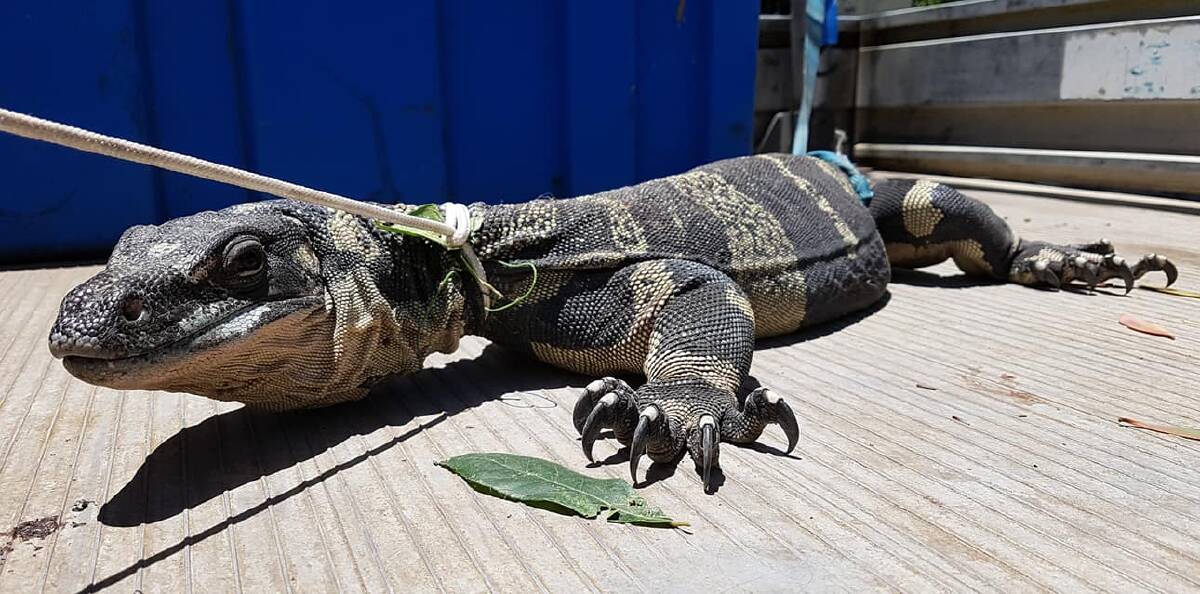Crowdy Bay National Park has been forced to relocate some goannas due to their behaviour. Photo: Crowdy Bay National Park.
