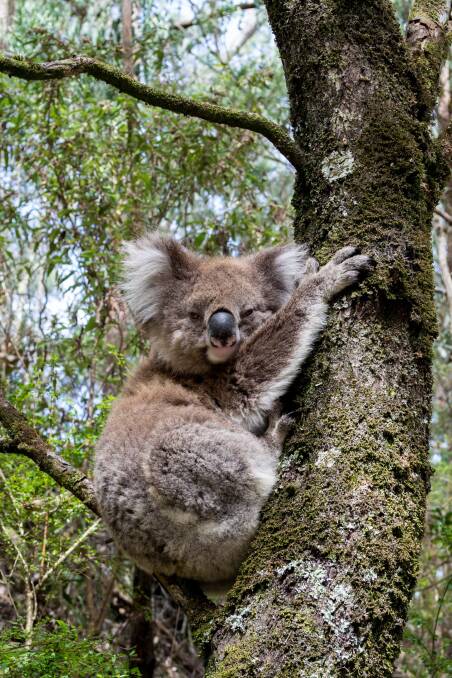 Get onboard: Hastings Landcare are appealing to local landholders to help with a new project to create habitat and food trees for koalas in need. Photo: Cassie Lafferty. 