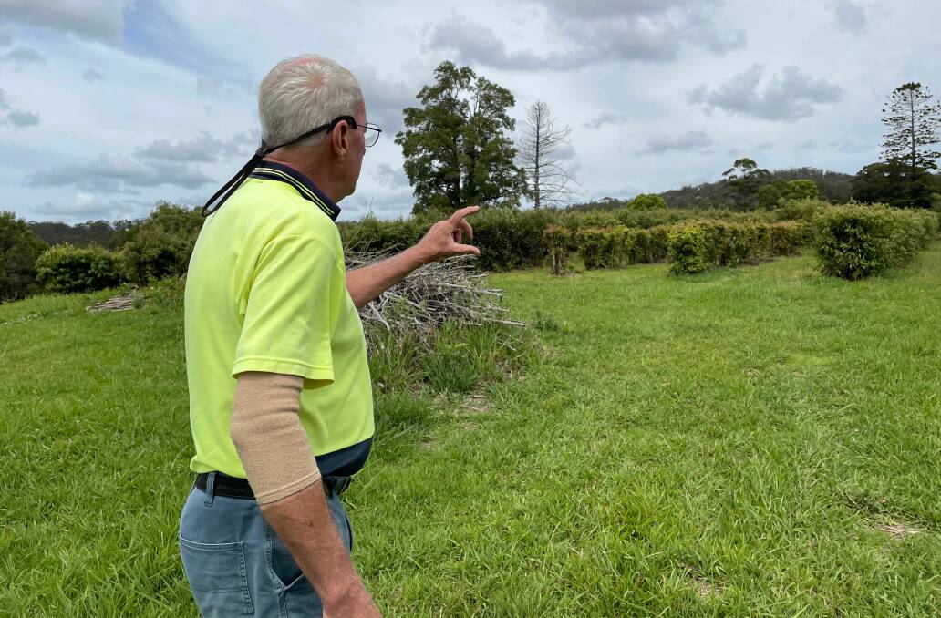 Bruce Barlin points out his rows of lemon myrtle at the top of the couple's Lorne property. 