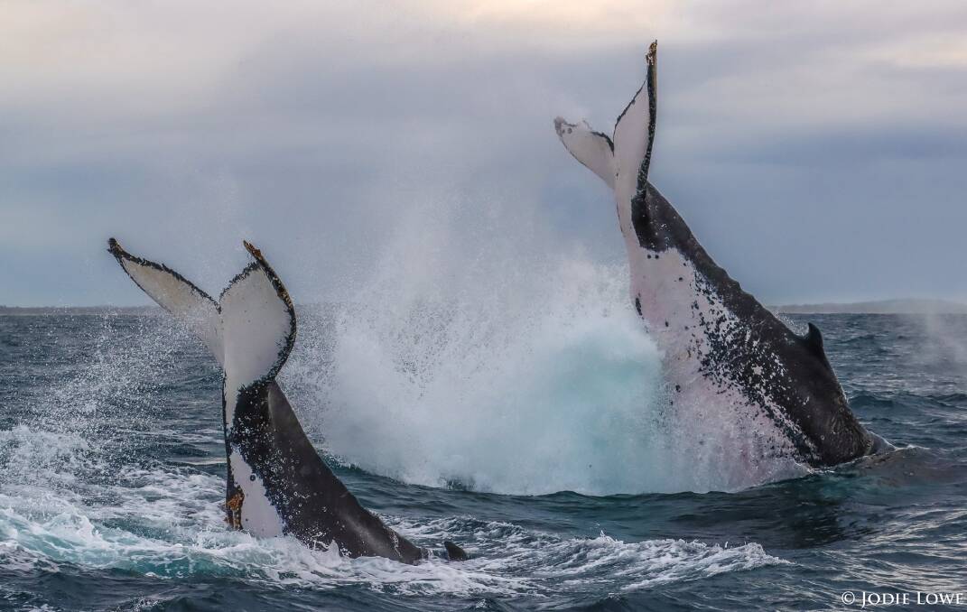 Synchronised: Photo: Jodie Lowe's Marine Animal Photography.