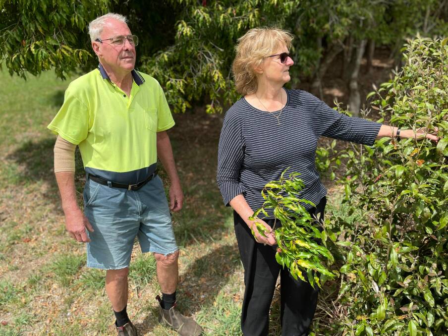 Farmers: Barbushco's Bruce and Barbara Barlin examine their lemon myrtle trees with aniseed myrtle trees behind them. 