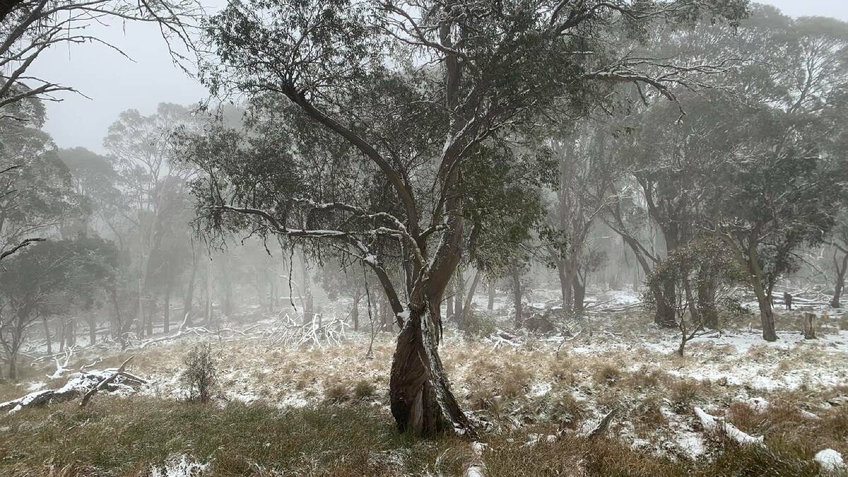 Winter wonderland delights Port Macquarie residents