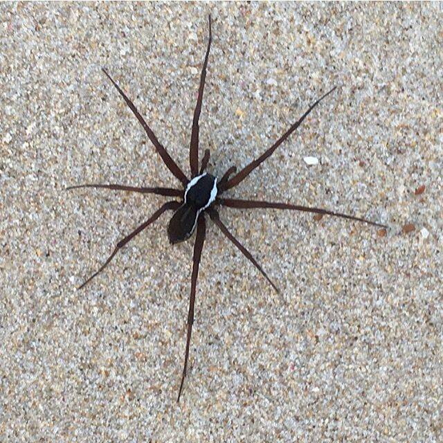 Unusual inhabitant: A spokesperson from the Australian Museum said the spider pictured was a type of water spider. Photo: walkportmacquarie via Instagram 