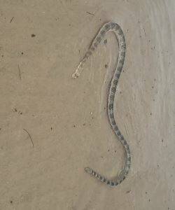 A delicate rescue of an Elegant Sea Snake