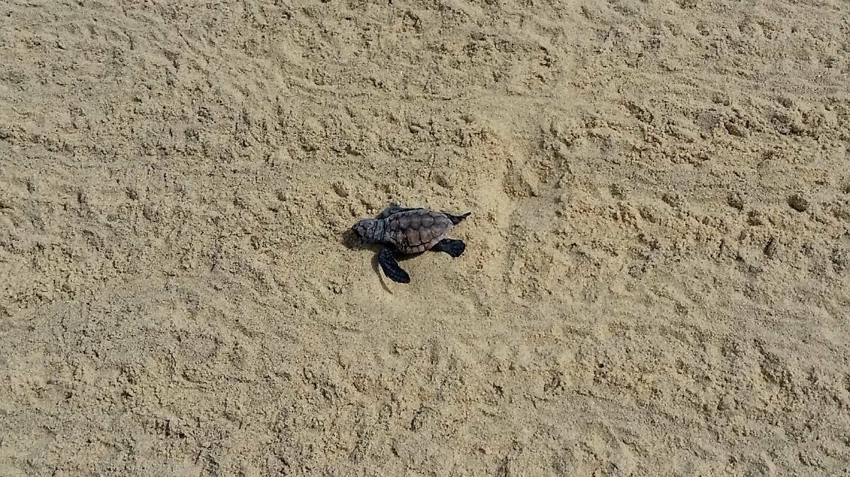 A young turtle newly hatched from the sands at Dunbogan. Photo: Helen Baldry in 2017.

