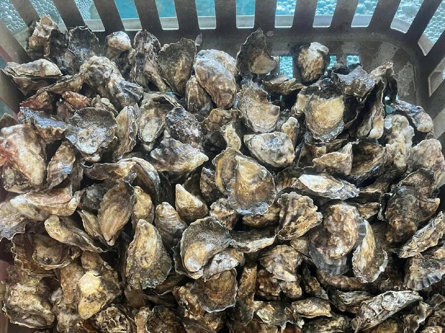 Oysters will be available this Easter from Armstrong Oysters in the Camden Haven. Picture supplied by Armstrong Oysters' Facebook page. 
