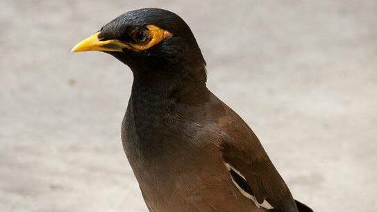 Invasive pest: Indian Mynas pose a danger to native Australian birds and to the health of humans. 