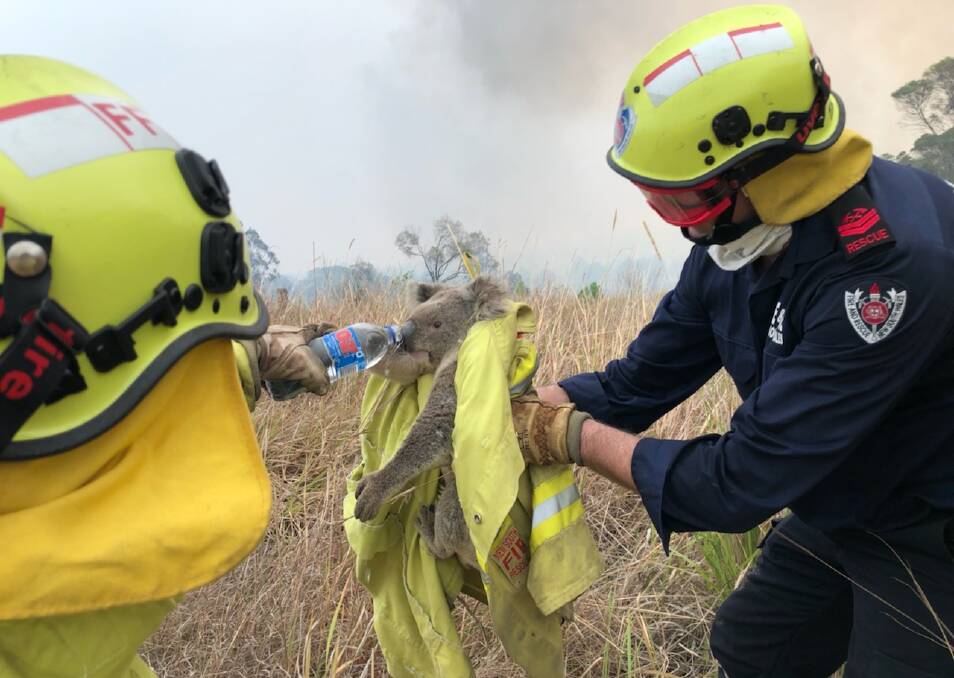 Gaven Muller from Port Macquarie's Fire and Rescue NSW was duty commander for fire crews at Jacky Bulbin, in the northern rivers region. A crew rescued a koala they found trying to get away from the flames. Photo: supplied. 