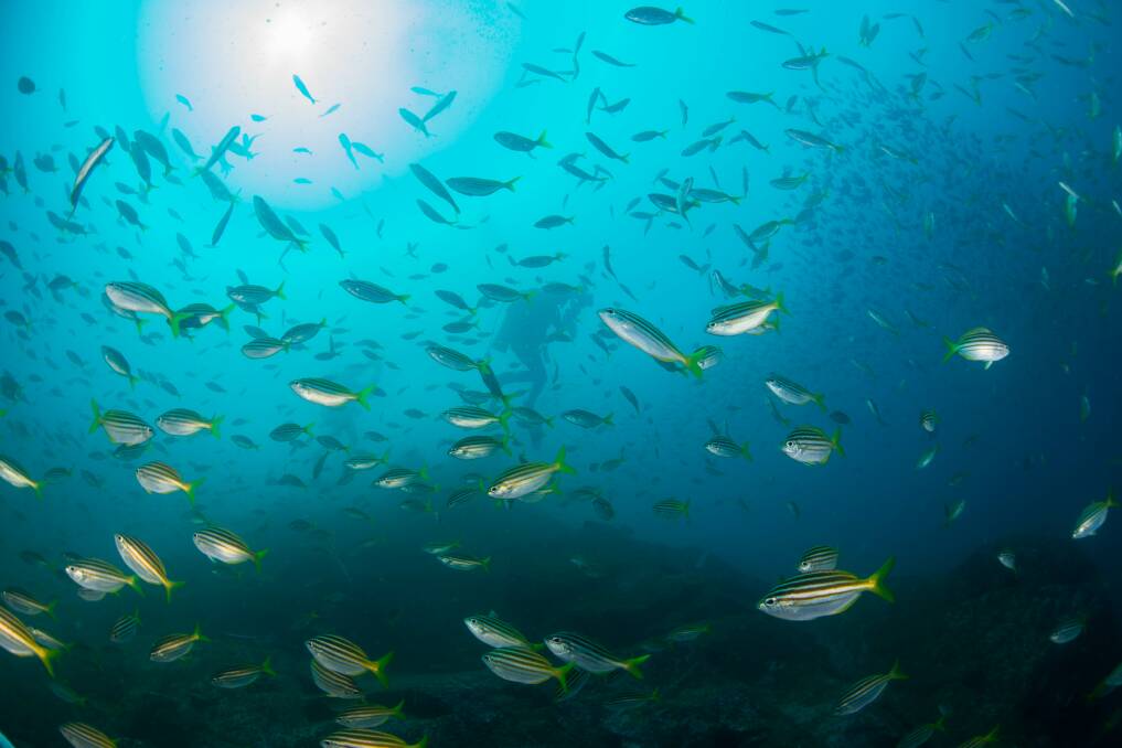 'High biodiversity': diving at the marine park. Photo: supplied. 