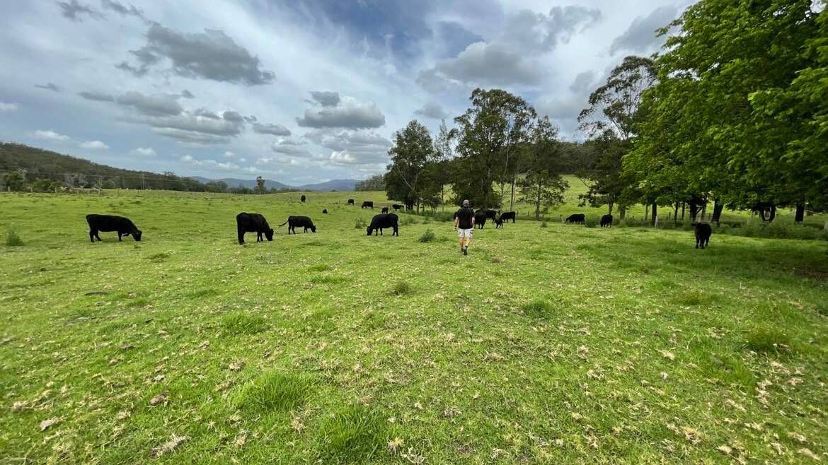 Logans Crossing: Mr Coles' farm Meander is the furthest north registered breeding location of Welsh Black Cattle in Australia.