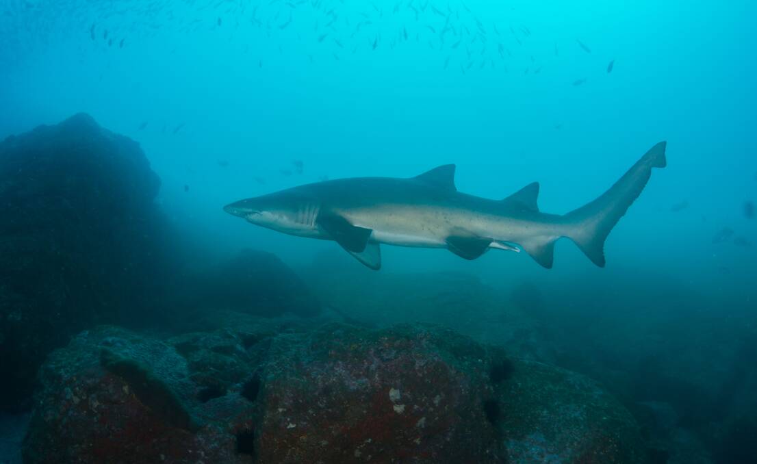 The critically endangered grey nurse shark. Photo: supplied. 