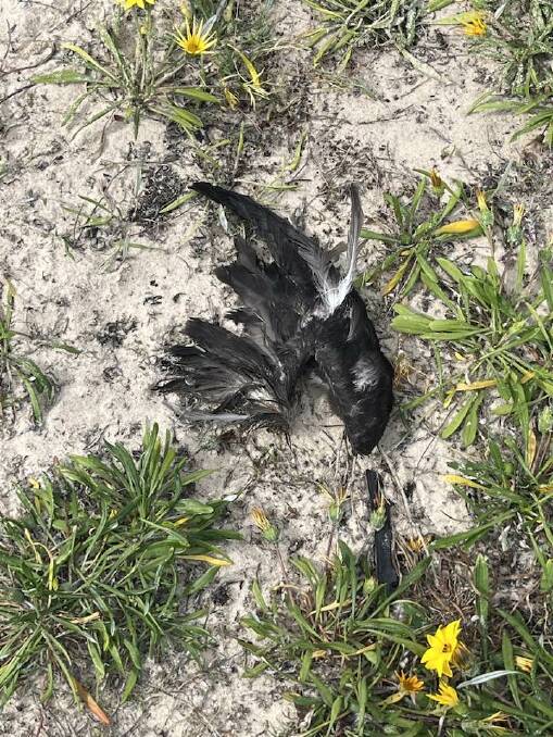 Muttonbirds found in Swansea. Pictures supplied