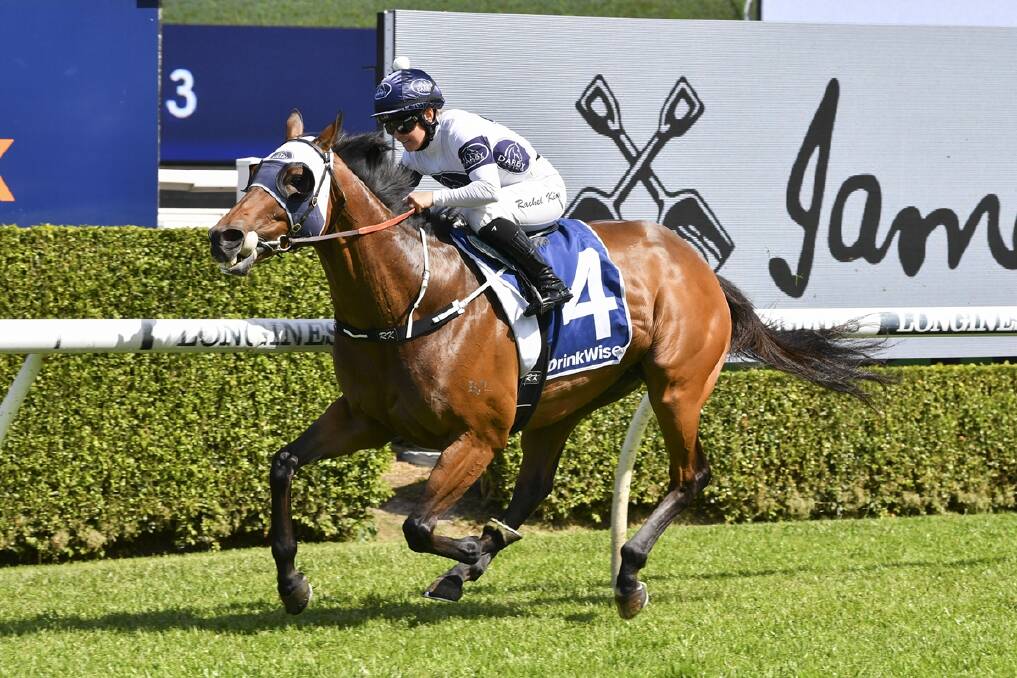 Father's Day is to race on Wednesday at Warwick Farm. Picture by Bradly Photos
