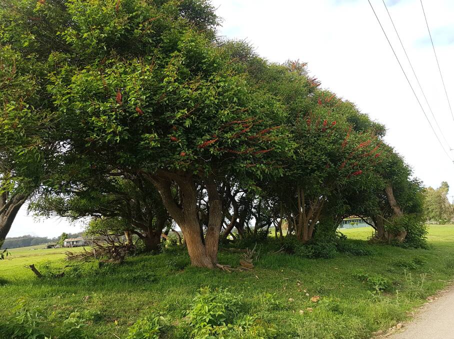 The project run by Hastings Landcare took a landscape approach to control the high priority weed Cockspur Coral Tree.