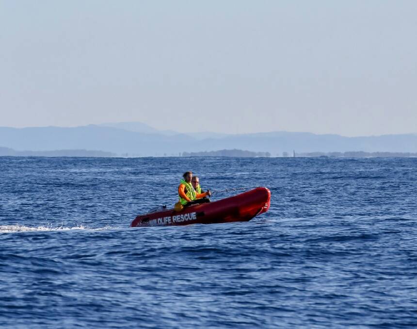 Out to sea: THe wildlife Rescue team heads out to sea off Port Macquarie to rescue the entangled whale. Photo: Jodie Lowe.