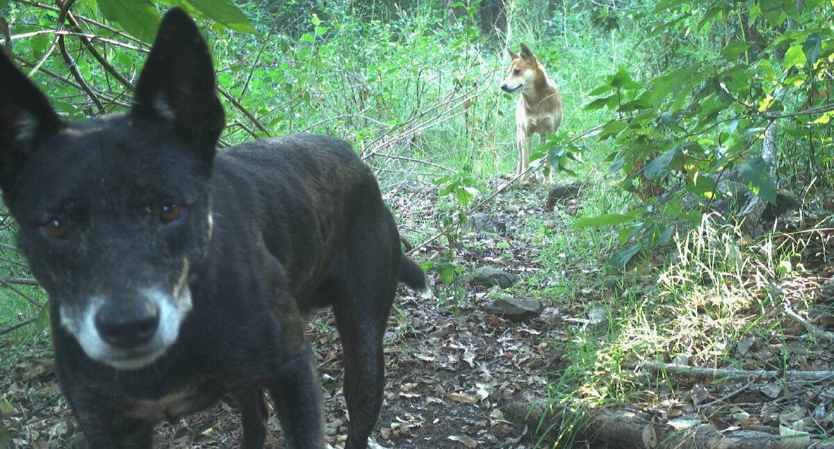 Controls: North Coast Local Land Services is seeking the assistance of the community to gather information on wild dog genetics by providing samples from any wild dogs that are controlled as part of their regular management programs.