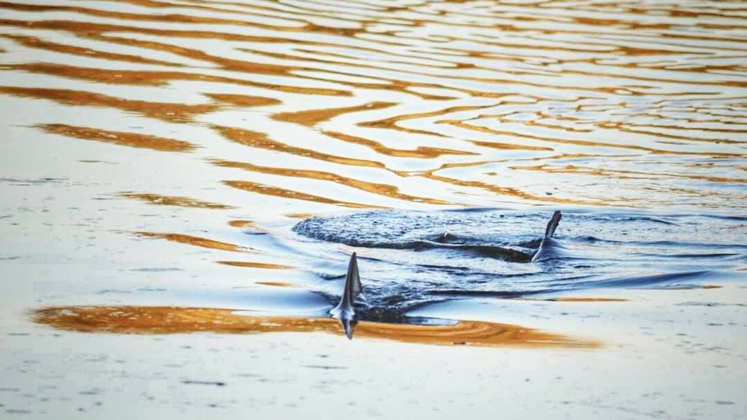 Surprise: A small shark has been spotted in the lake at Lake Cathie. Photo: Brett Dolsen.