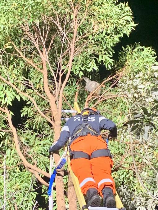 Port Macquarie SES volunteer Leonie Stevenson rescuing koala Sherwood Henry. Photo: Port Macquarie SES.