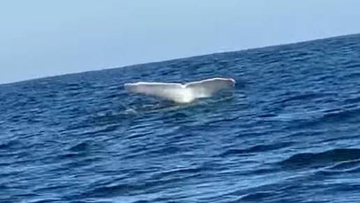 Whale tails: Migaloo put on a show off Port Macquarie on July 29.