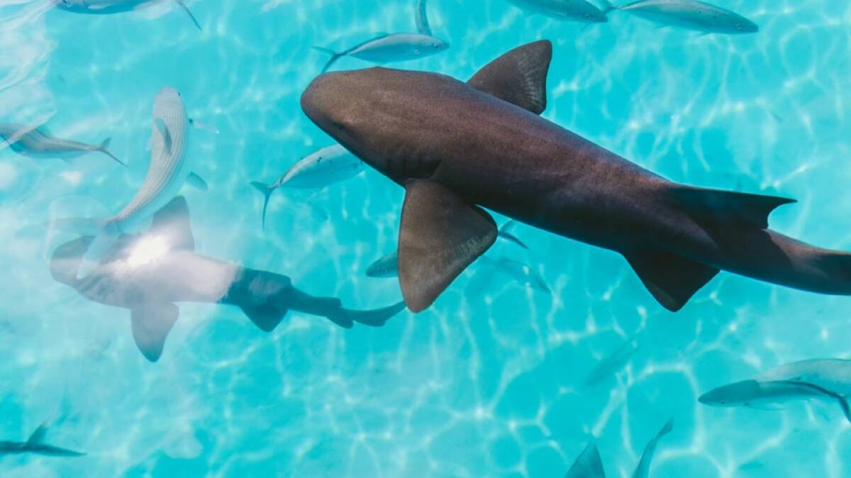 Charles Sturt University (CSU) researchers are seeking participants for a study to determine community attitudes to different approaches to managing sharks.