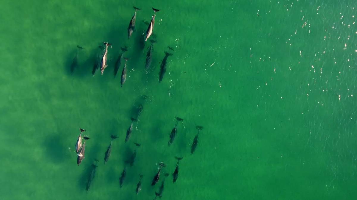 Drones capture stunning vision of a pod of dolphins.