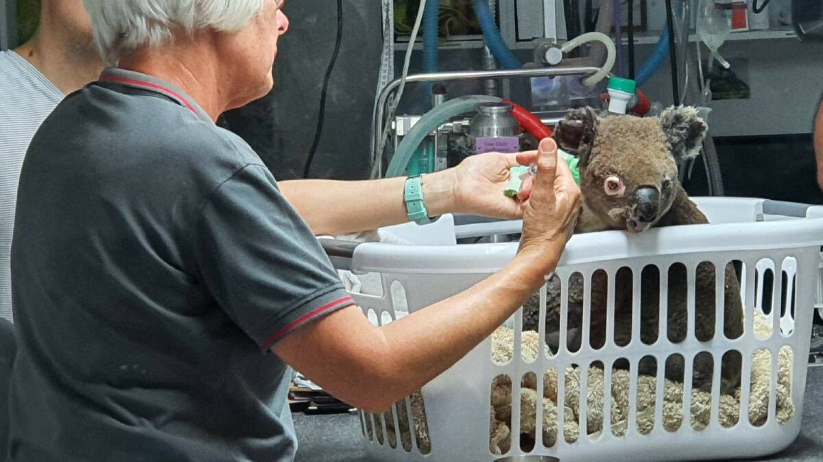 One of the many koalas being treated at the Koala Hospital. This is Lake Innes Peter. Photo: Rob Dougherty.