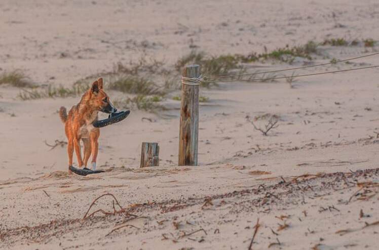 This dingo was captured by Tea Gardens photographer, Louise Richards taking off with her shoe at Bennetts Beach back in 2019.
