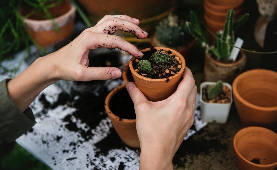 Get busy: Now is a great time to re-pot outdoor and indoor plants, be sure to give them a good drink of seaweed tonic.