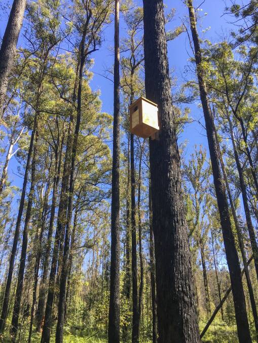 Nineteen nesting boxes have been installed in Bellangry State Forest near Wauchope as part of a partnership between Forestry Corporation of NSW and FAWNA to support local wildlife.