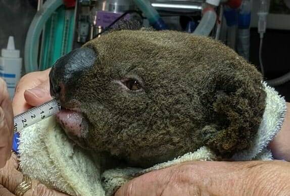 Special care: This is Paul. He is the first koala admitted from Lake Innes Nature Reserve after the fire. Photo: Koala Hospital Port Macquarie.