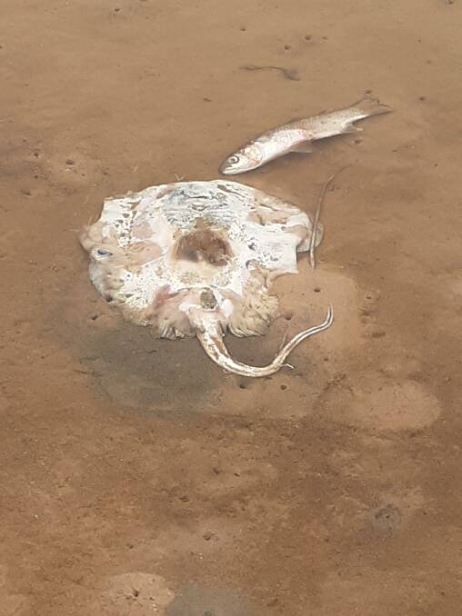 Threatened species of stingray dying in Lake Cathie