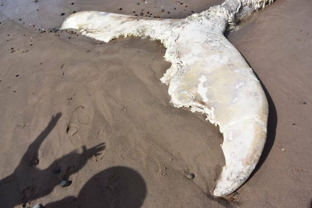 Shark bite marks in the tail of the whale remains on Old Bar Beach.