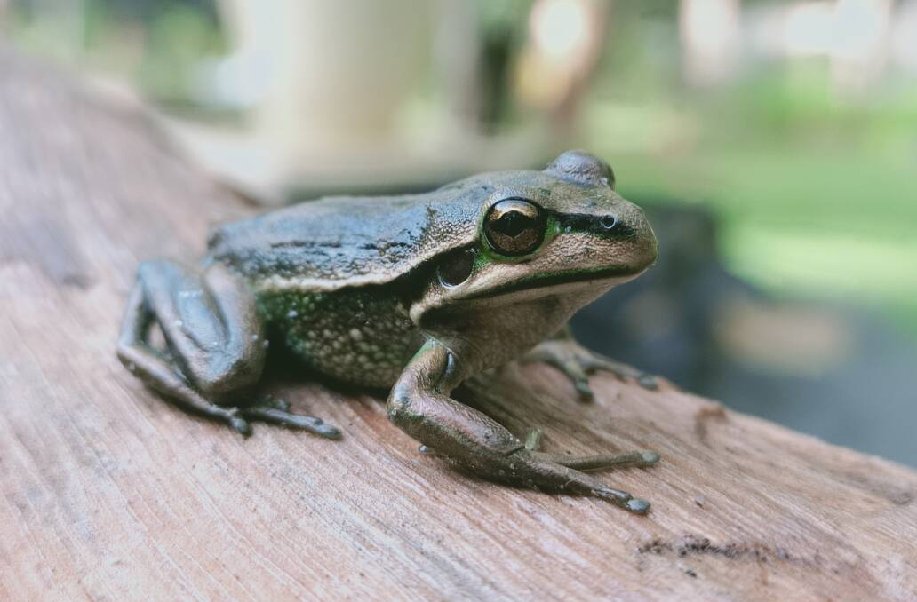 The Green and Golden Bell Frog, Litoria aurea, is classified as endangered in NSW under the Biodiversity Conservation Act 2016. Photo: Scott Castle.