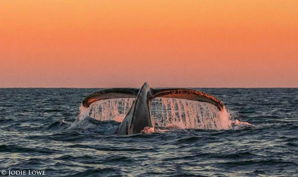 Health study: A university study has revealed links between migration and a whale's overall health. This stunning photo was captured by Jodie Lowe off Port Macquarie.