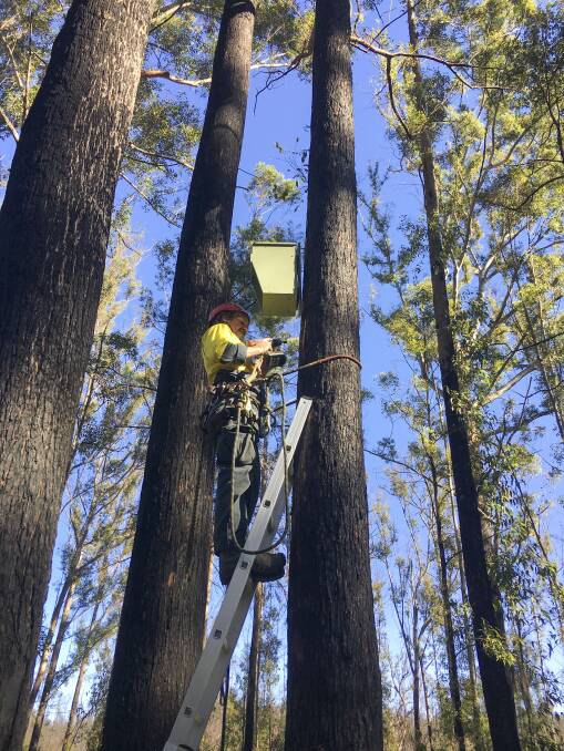 Nineteen nesting boxes have been installed in Bellangry State Forest near Wauchope as part of a partnership between Forestry Corporation of NSW and FAWNA to support local wildlife.