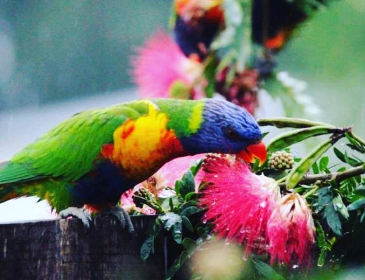On the rise: The Rainbow lorikeet was one of the most popular birds in this year's Backyard Bird Count. Photo: Tracey Fairhurst.