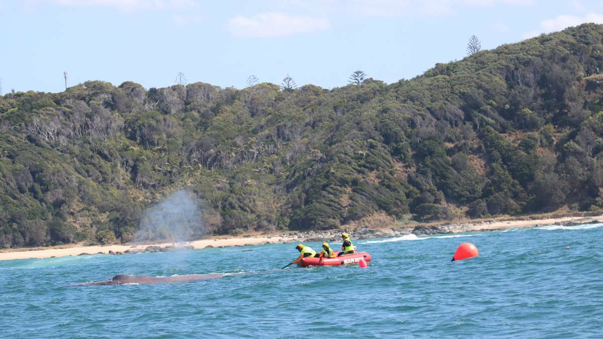 Crews try to free the whale off Shelly Beach in 2017. Photo: Courtesy of Marine Rescue NSW Facebook
