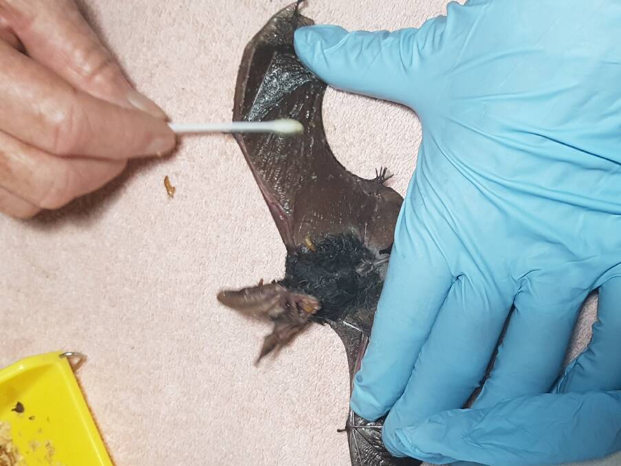 FAWNA is urging Mid North Coast residents to avoid using sticky fly paper outdoors after treating several glue-entrapped microbats for injuries.