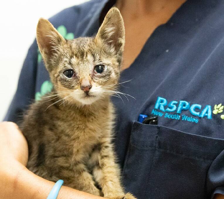 The branch has a limited number of $30 vouchers to have your cat desexed, microchipped and vaccinated if you are a resident of the Port Macquarie-Hastings area.