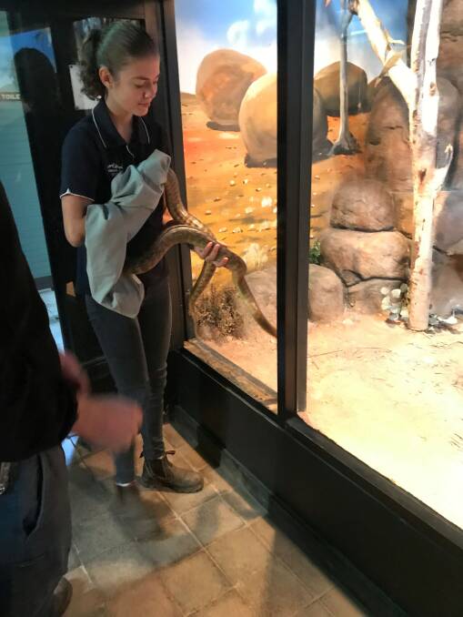 TAFE student Alexa Willis in the snake enclosure.
