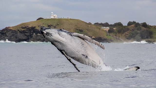 A whale breaches off Tacking Point lighthouse headland. Photo: JODIE LOWE.