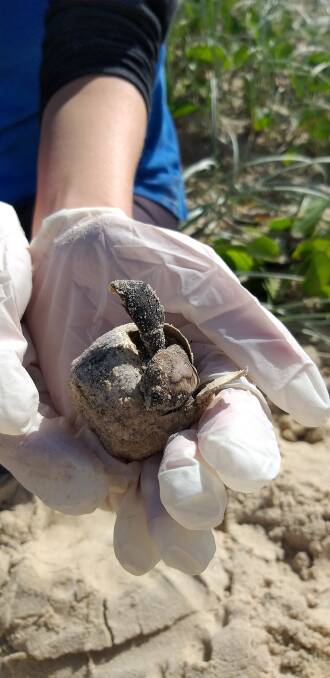 A loggerhead turtle hatchling.