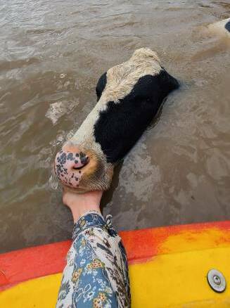 A cow's head is held above water by a kayaker in an attempting to keep it alive.