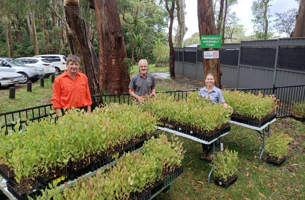 Andrew Cumberland, Koala Hospital volunteer Kel and Sandra Madeley with the donated seedlings. 