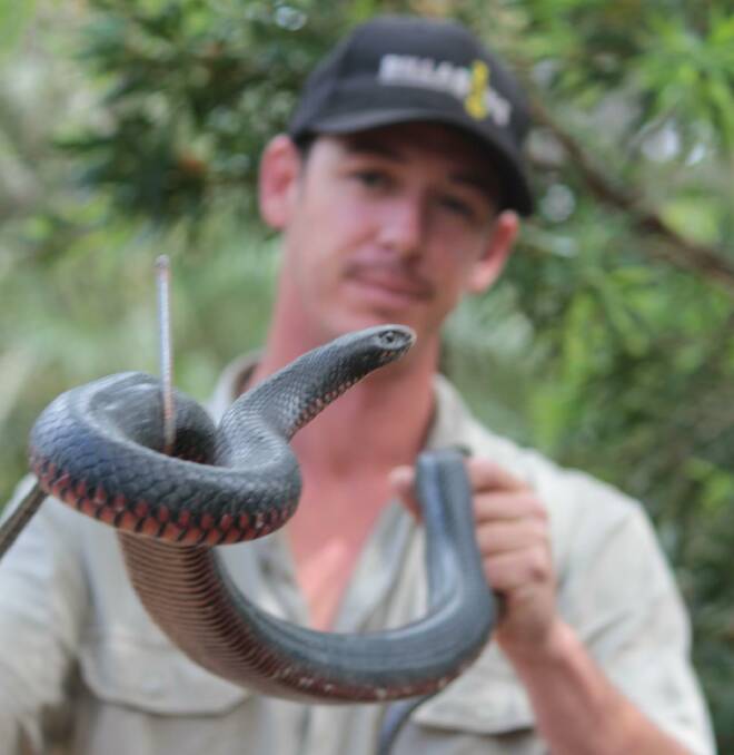 Billabong Zoo snake handler Brad Hilderbrandt with a red-bellied black snake.