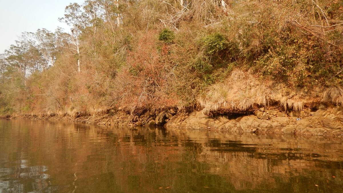 Salt stressed semi-rainforest vegetation on the banks seen on December 16 when Mr Bishop conducted his most recent river survey.