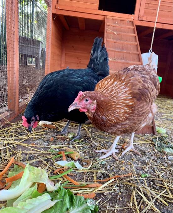 Missing: Henny and Penny were stolen from the grounds of Port Macquarie Community Preschool.