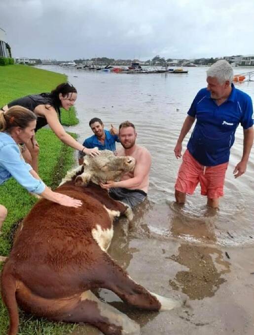 Port Macquarie ALS lifeguards assisted in the rescue of a cow from the canals in Port Macquarie. 