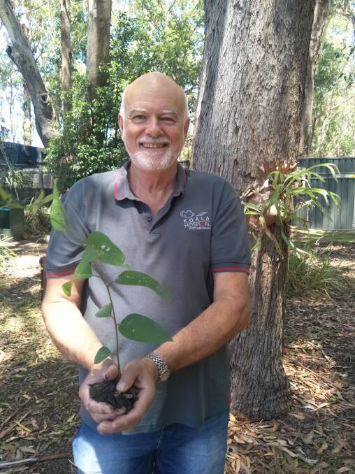 Steve Withnall with koala food trees to give away from March 7.
